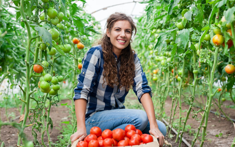A woman in a stripe blue longsleeves smiling infront of camera while holding her basket with full of tomatoes in the garden | Careers Collectiv