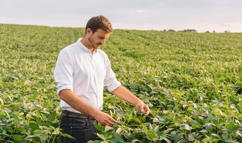 A man in a white longsleeve picking leaves while in the plants | Careers Collectiv
