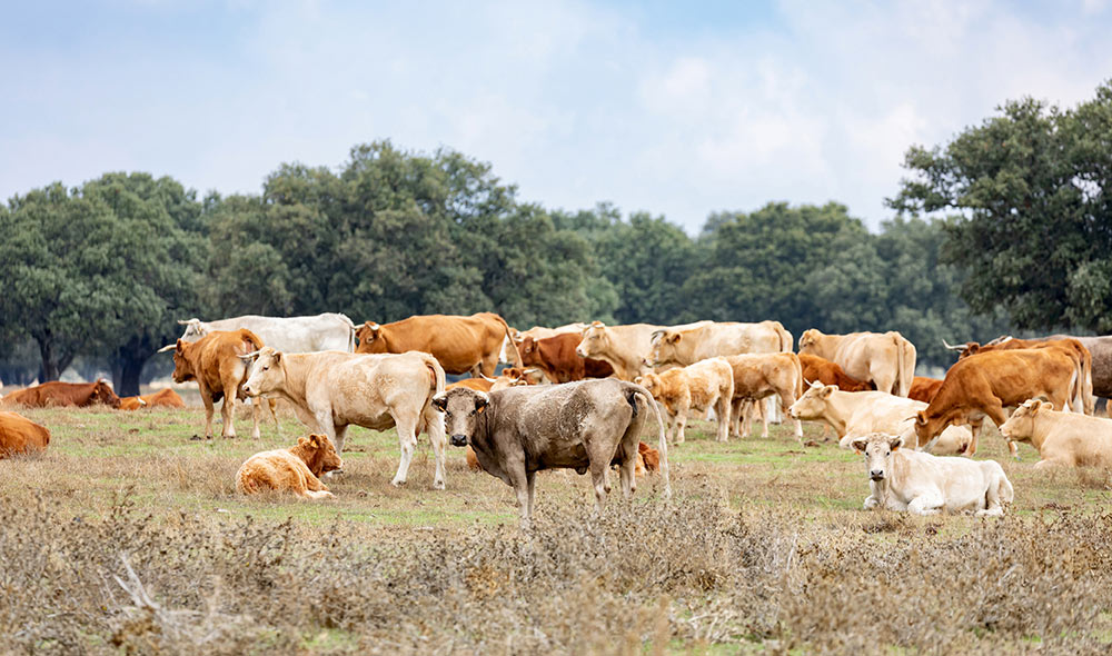 Lots of cows in the field | Careers Collectiv