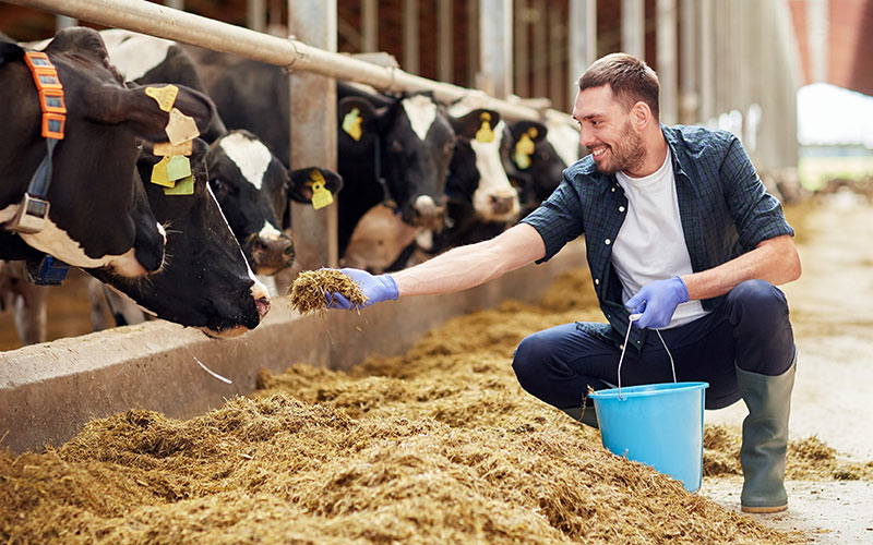 A man is feeding the cows | Careers Collectiv
