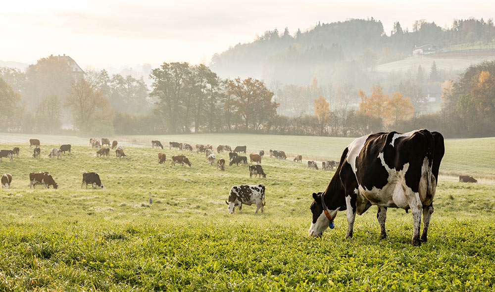 Lots of cows in the field | Careers Collectiv