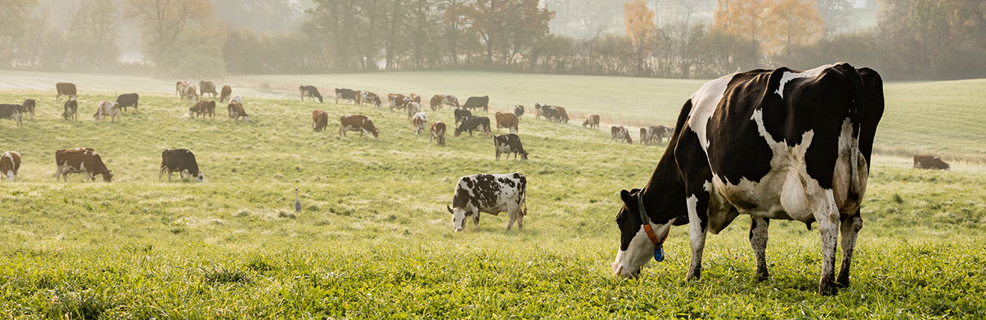 Lots of cows in the cow field | Careers Collectiv