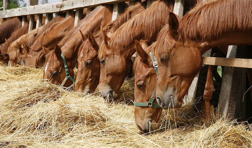 Horses eating grass | Careers Collectiv