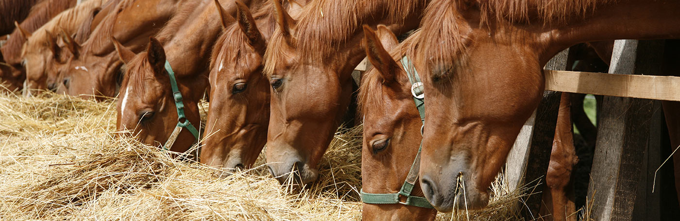 Brown horses eating grass | Careers Collectiv