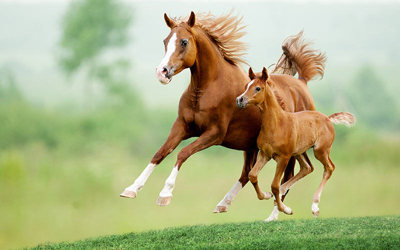 Two brown golden brown horses is running | Careers Collectiv