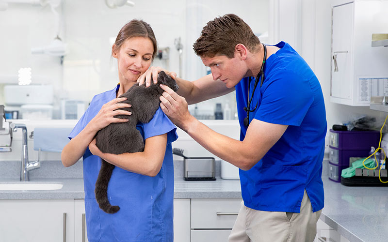 two vet assistant taking care of a cat | Careers Collectiv