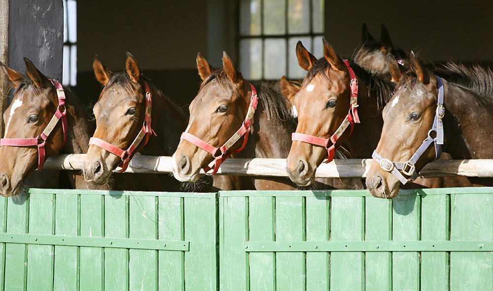 5 horse in their cage | Careers Collectiv