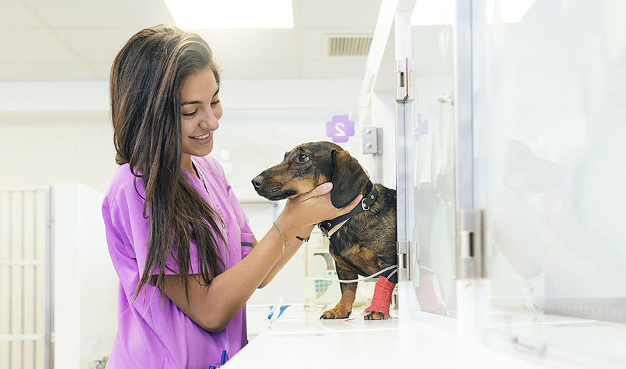 a woman patting her dachshund dog | Careers Collectiv