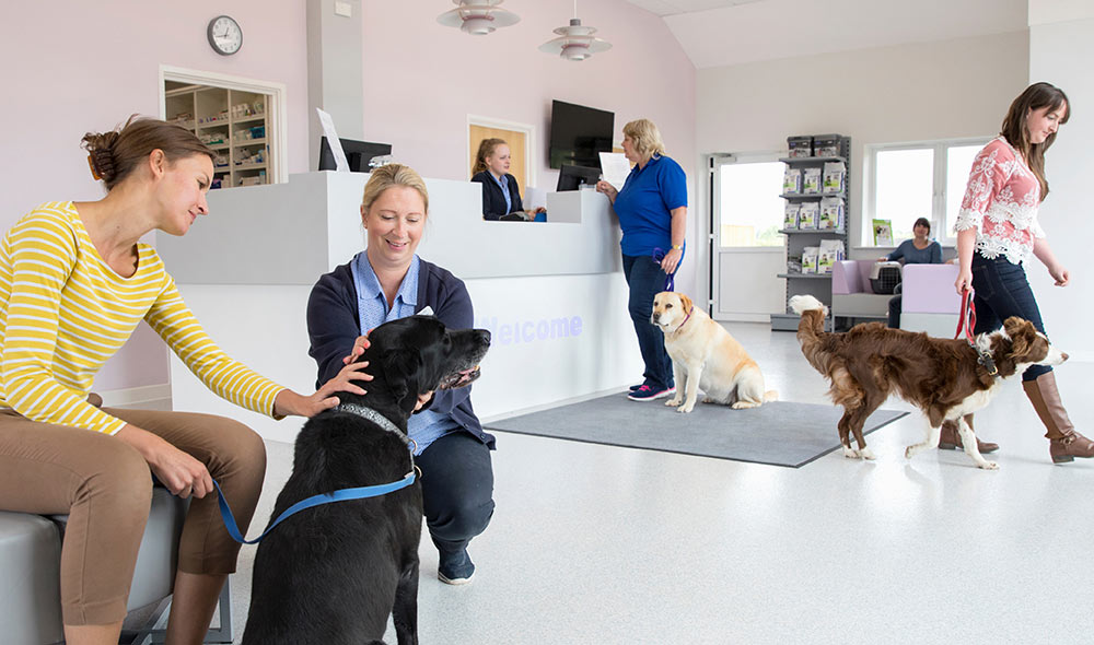 two woman patting a dog at the vet clinic | Careers Collectiv