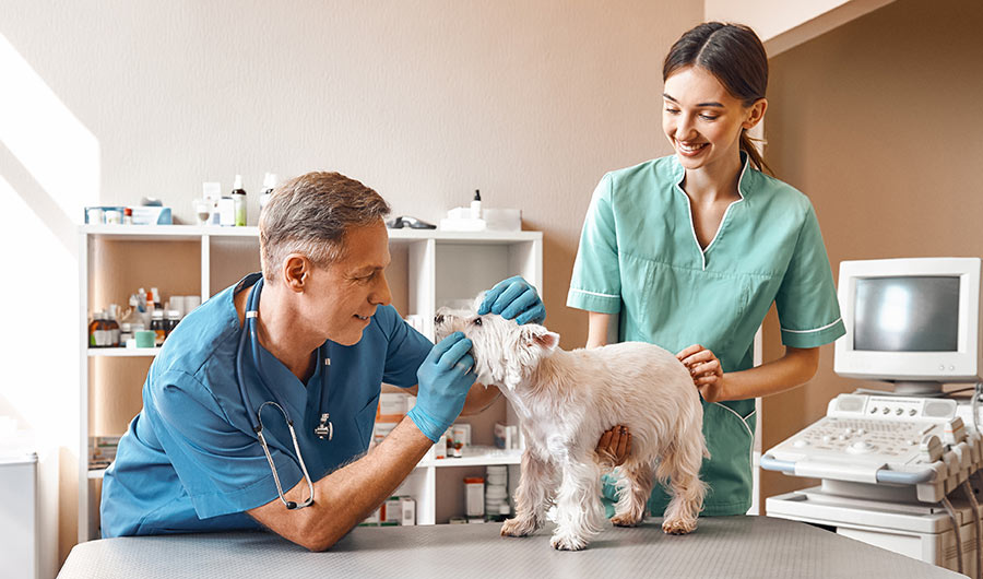 Two veterinarian dentists checking the terrier dog | Careers Collectiv