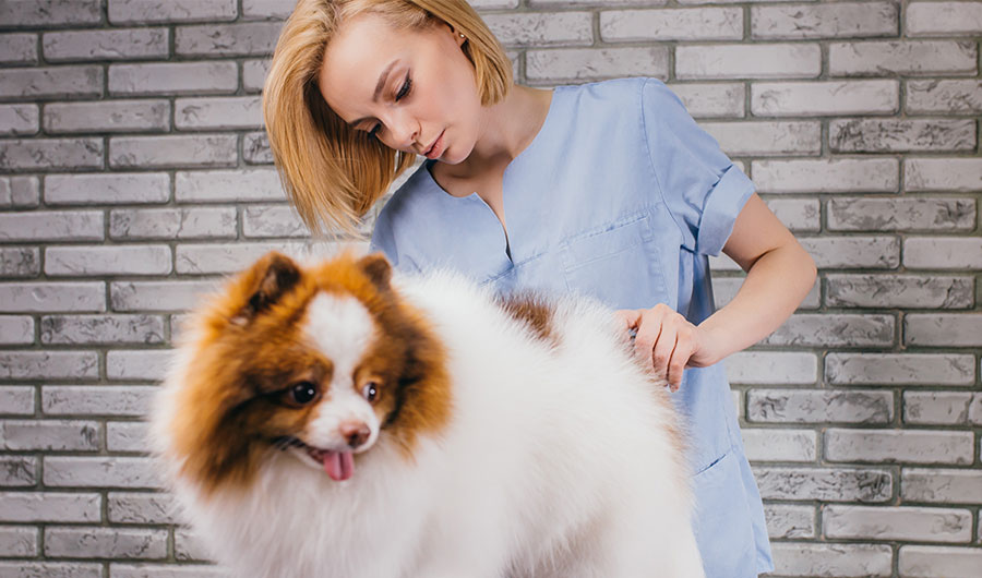 Girl vet assistant grooming a shih tzu dog | Careers Collectiv