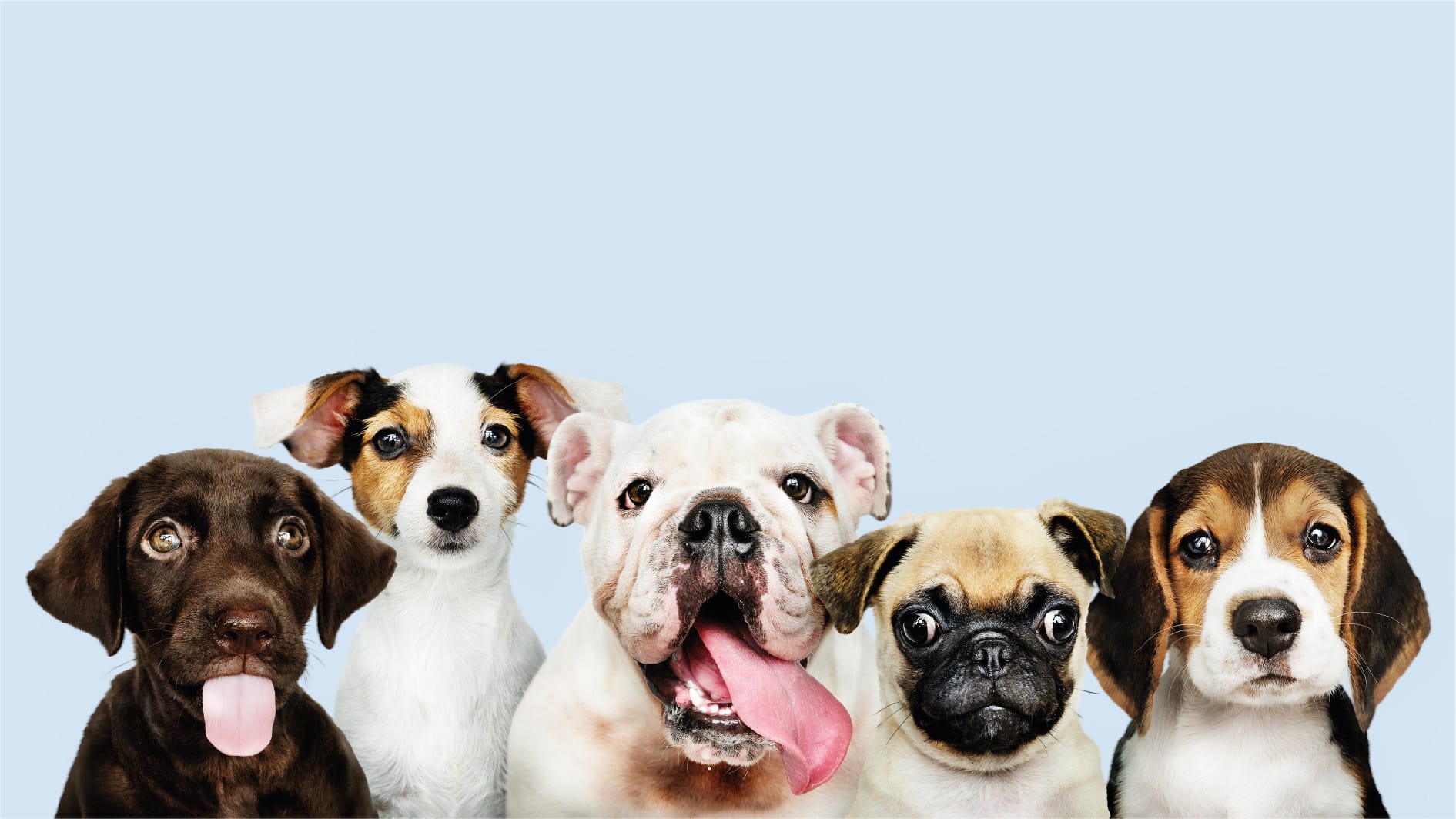 Starting And Running A Successful Pet Care Business