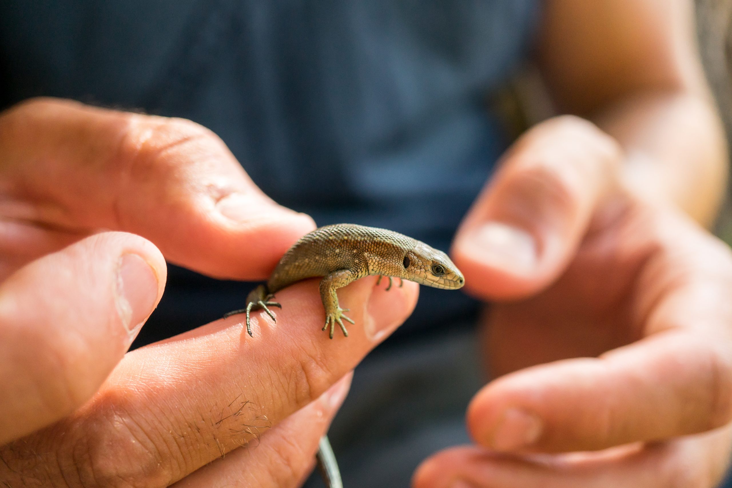 Green lizard in a man's hand in the summer on the stree. High quality photo