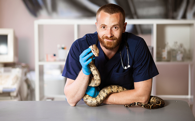 A veterinarian holding a exotic snake in hands | Careers Collectiv
