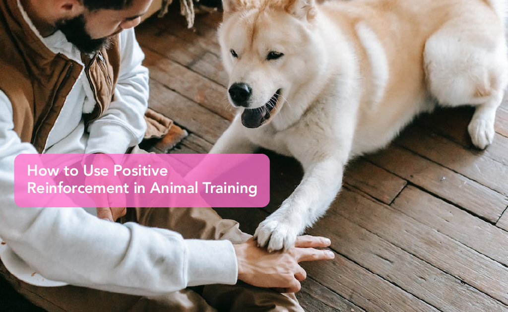 How to Use Positive Reinforcement in Animal Training - A man playing with his dog | Careers Collectiv