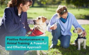 Positive Reinforcement in Animal Training - Two man adults with two dogs | Careers Collectiv