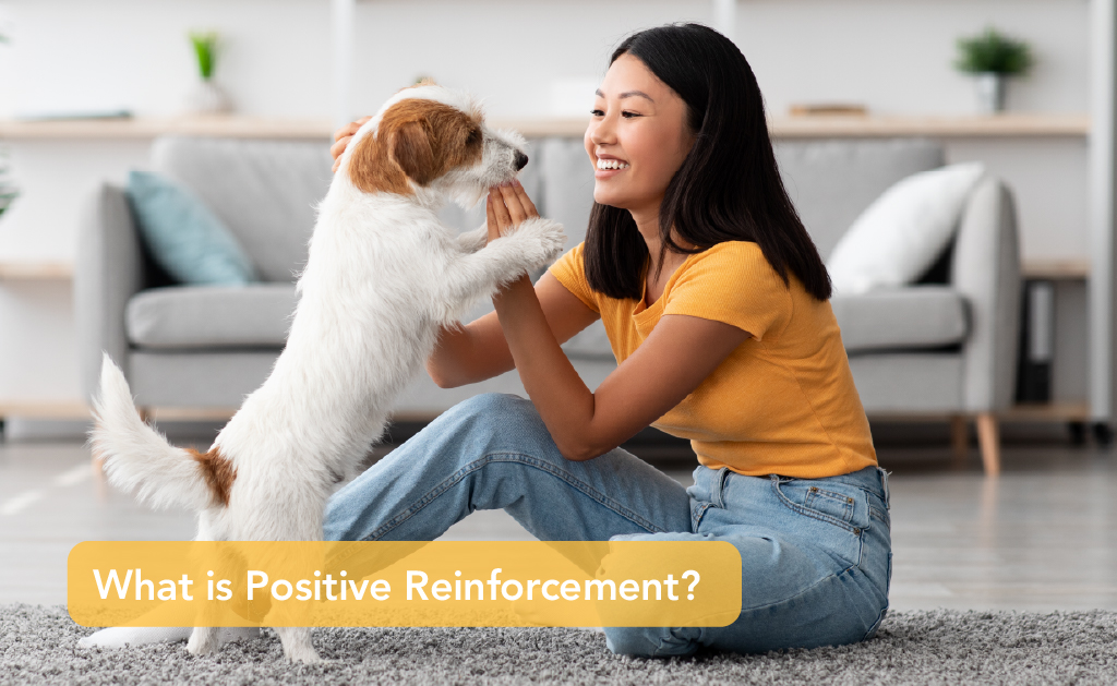 What is positive reinforcement - A girl in an orange shirt playing with a pet dog | Careers Collectiv