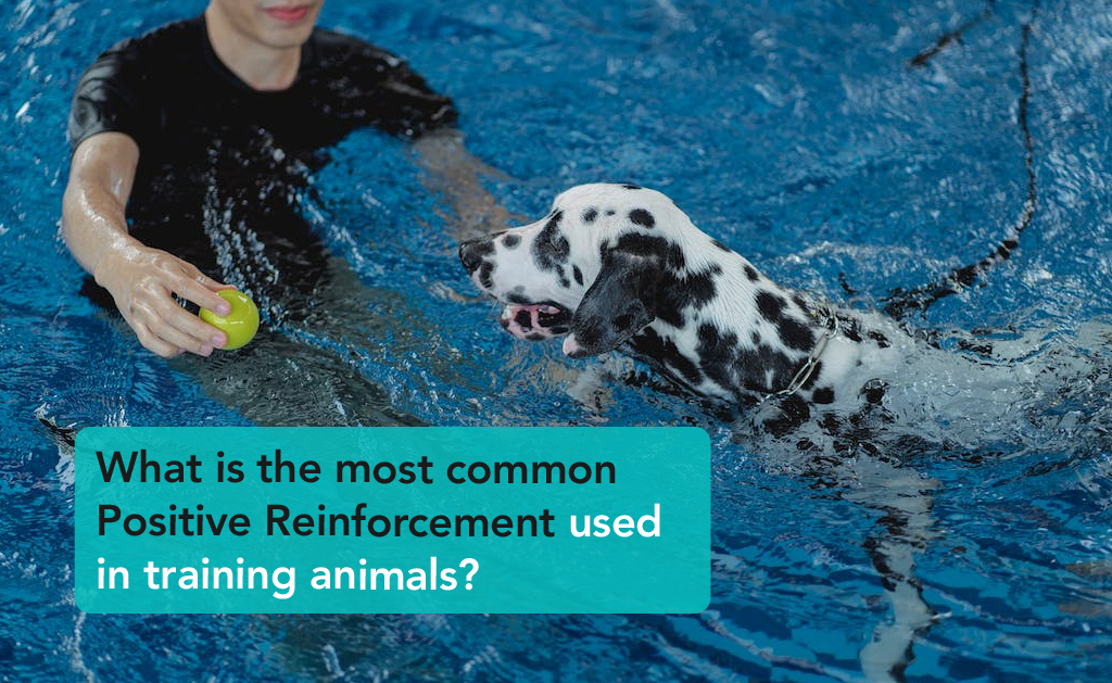 What is the most common Positive Reinforcement used in training animals? Positive Reinforcement in Animal Training - A man playing with his dog in a pool | Careers Collectiv