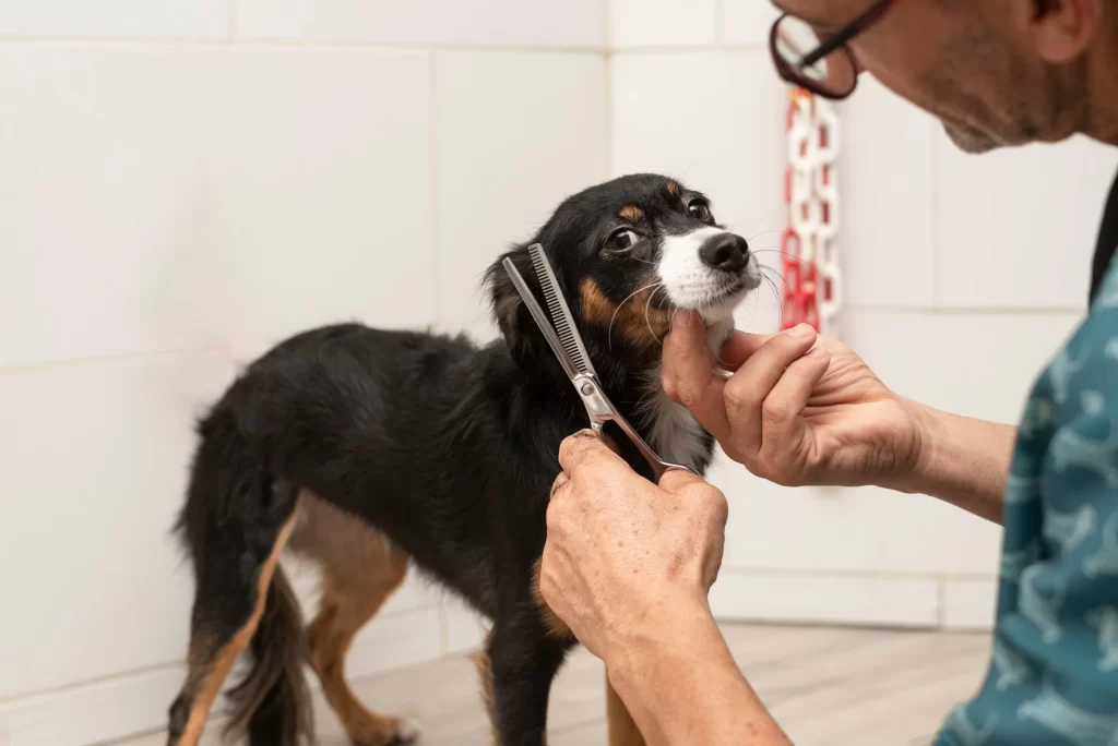 Dog Grooming Career In 2025