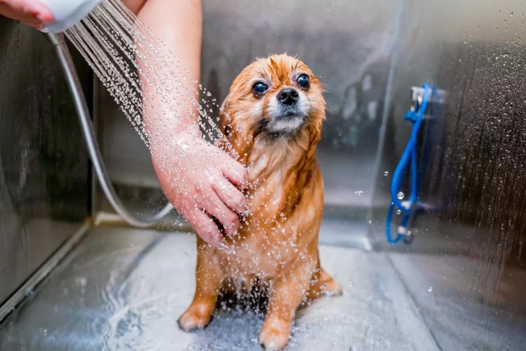 How to Be a Dog Groomer in 2025