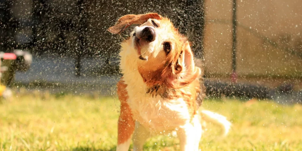 Why Do Dogs Get Zoomies After a Bath? Is It Normal?