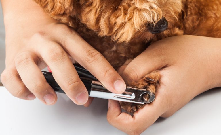 Embarking on a Career in Dog Grooming: Training Pathways and Courses For Success - Careers Collectiv: Your Path to Success in Dog Grooming - Cutting nails