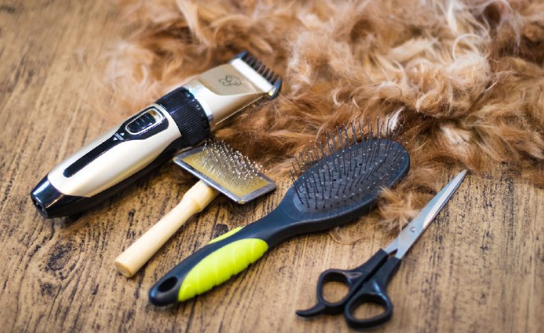 Embarking on a Career in Dog Grooming: Training Pathways and Courses For Success- With Careers Collectiv Choosing the Right Training Pathway - An equipment of a barber | Careers Collectiv