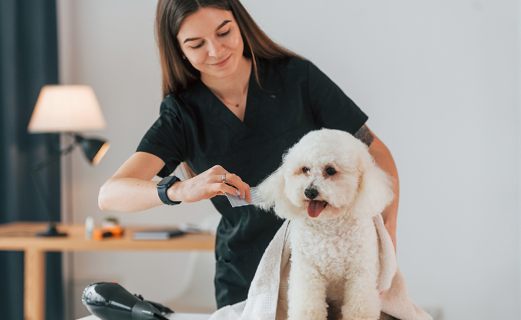 Embarking on a Career in Dog Grooming: Training Pathways and Courses For Success careers collectiv-course curriculum - A vet is combing dog's hair | Careers Collectiv