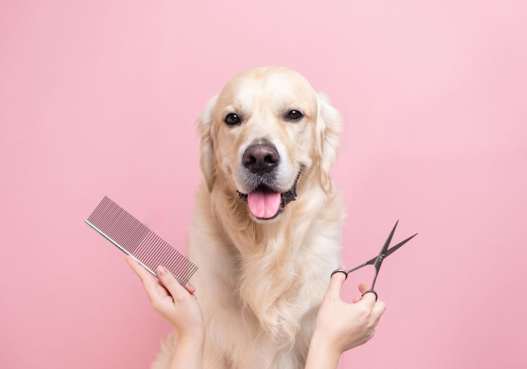 Embarking on a Career in Dog Grooming: Training Pathways and Courses For Success- The Different Career Paths Open To Dog Groomers - Dog grooming with a comb and scissor in a pink background | Careers Collectiv