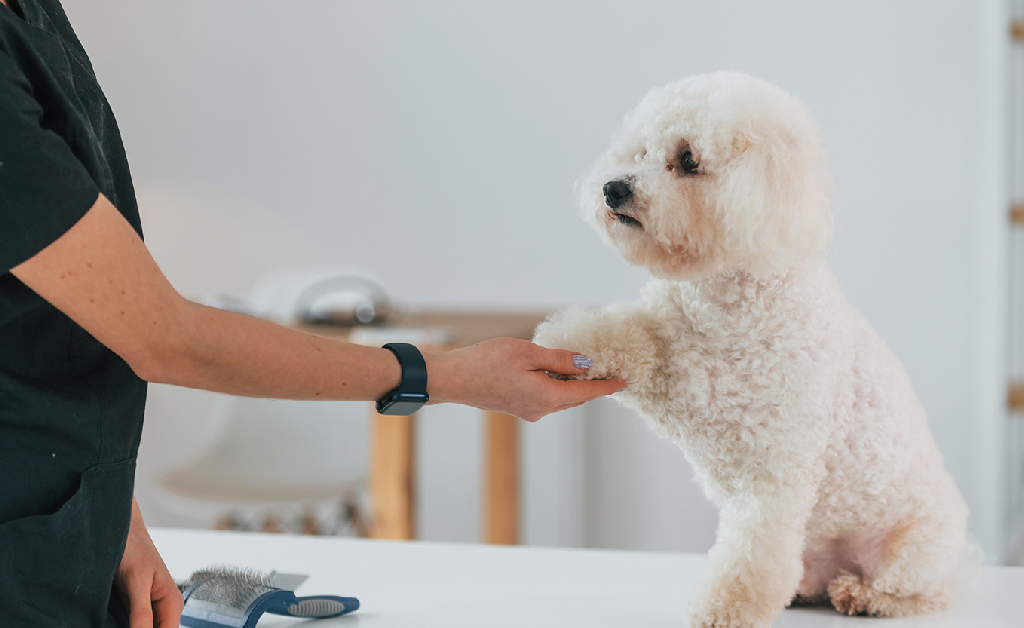 Embarking on a Career in Dog Grooming: Understanding the Role of a Dog Groomer - a veterinarian holding a dog's hand | Careers Collectiv