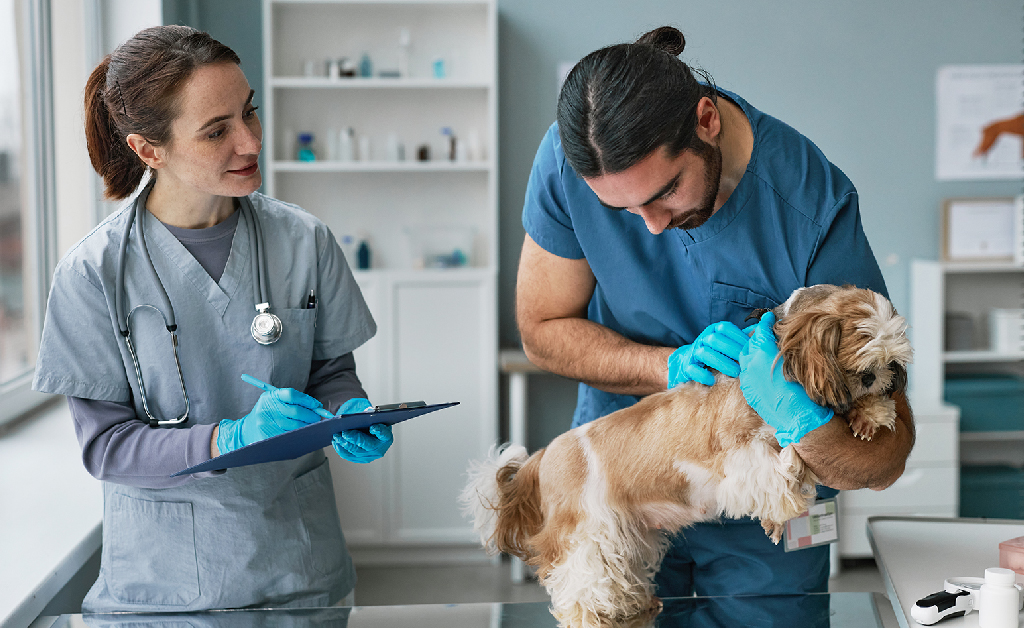 Vet assistant Checking the dog in the clinic with Vet Assistant Course - Two vet assistants checking a dog | Careers Collectiv