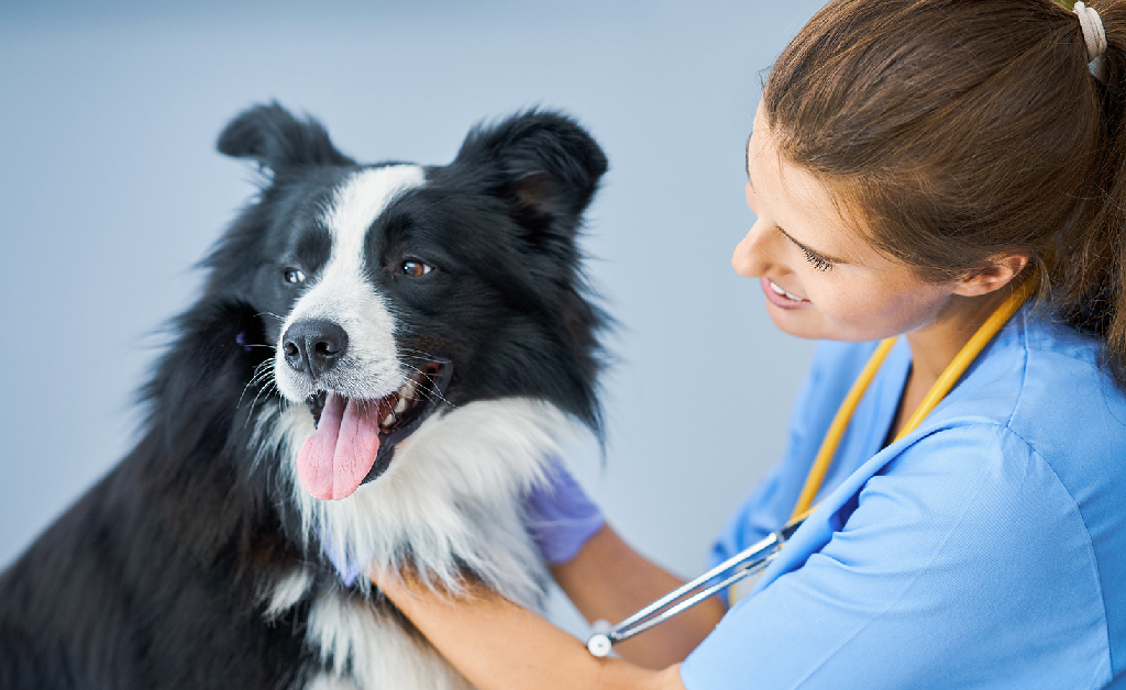 vet assistant course in the clinic - A woman vet holding a black and white dog | Careers Collectiv