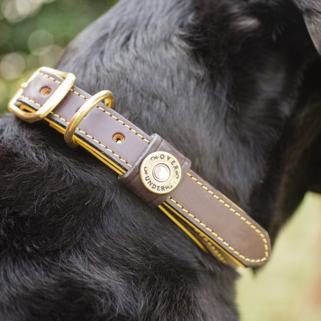 Brass Collar On Dog