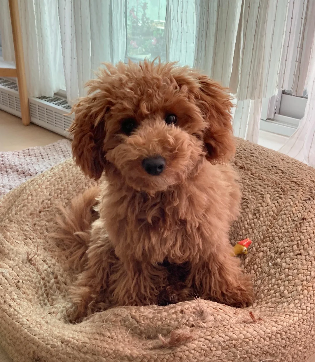 Curly Hair Dog