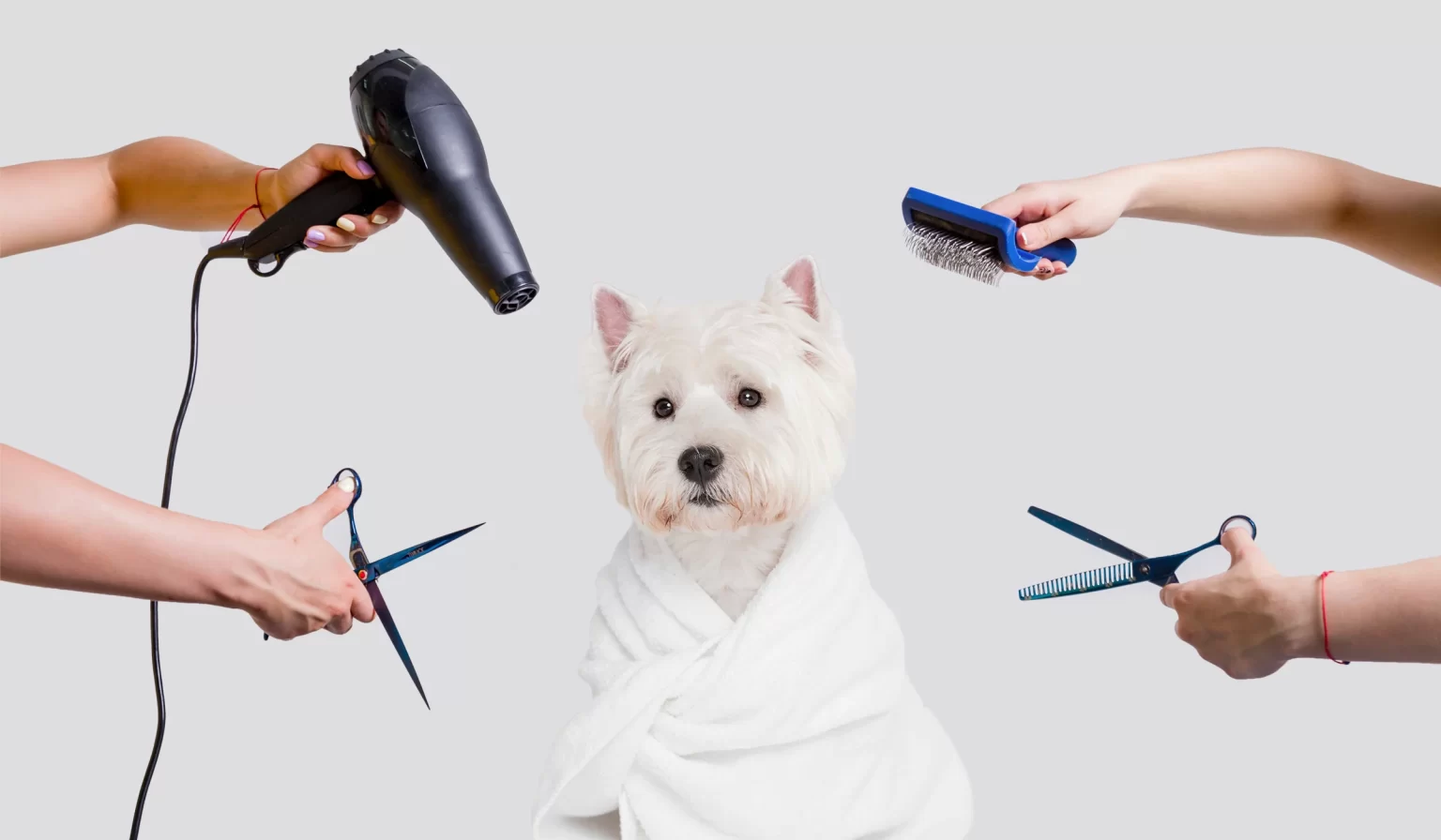 DIY Grooming Vs Professional Grooming