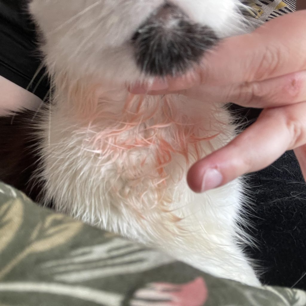 Does Brass Damage Dog Fur?