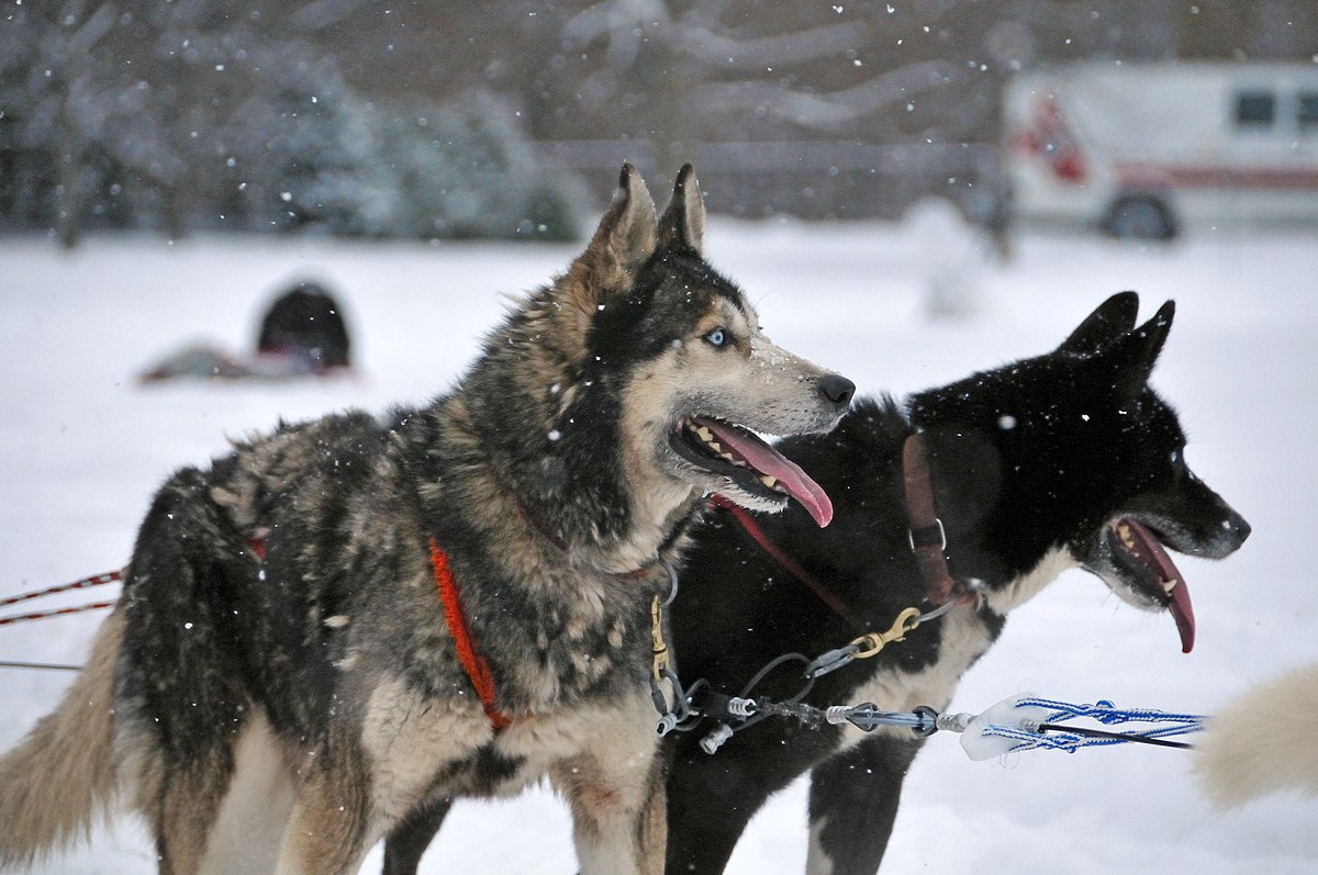Double Coated Dogs