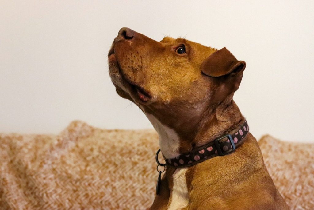 Factors that affect brass impact on dog fur