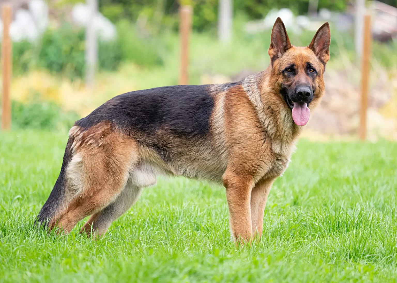 German Sheperd