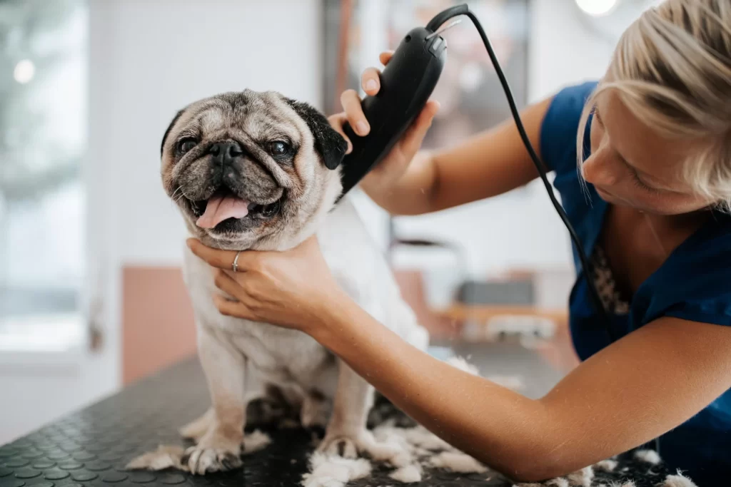 How Often Should a Dog Be Groomed
