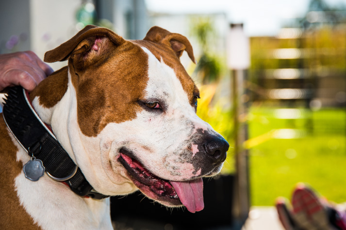 How To Choose The Best Collar For Your Dogs Fur and Skin