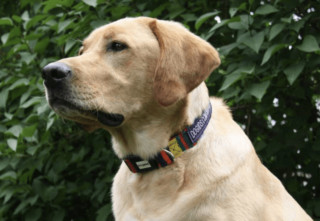 Is Brass Bad on Dog Fur? Best Collar Alternatives