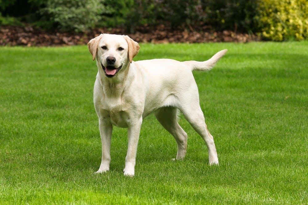 Labrador