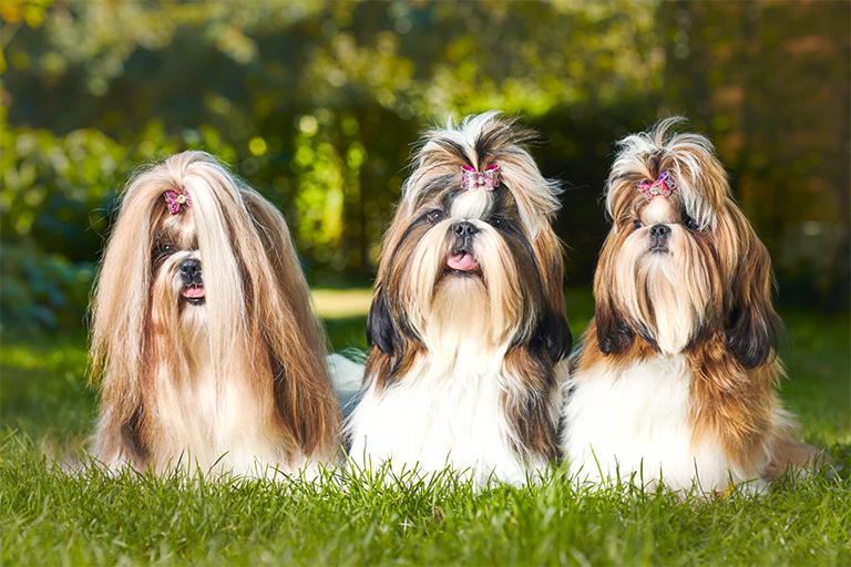 Long Hair Dogs