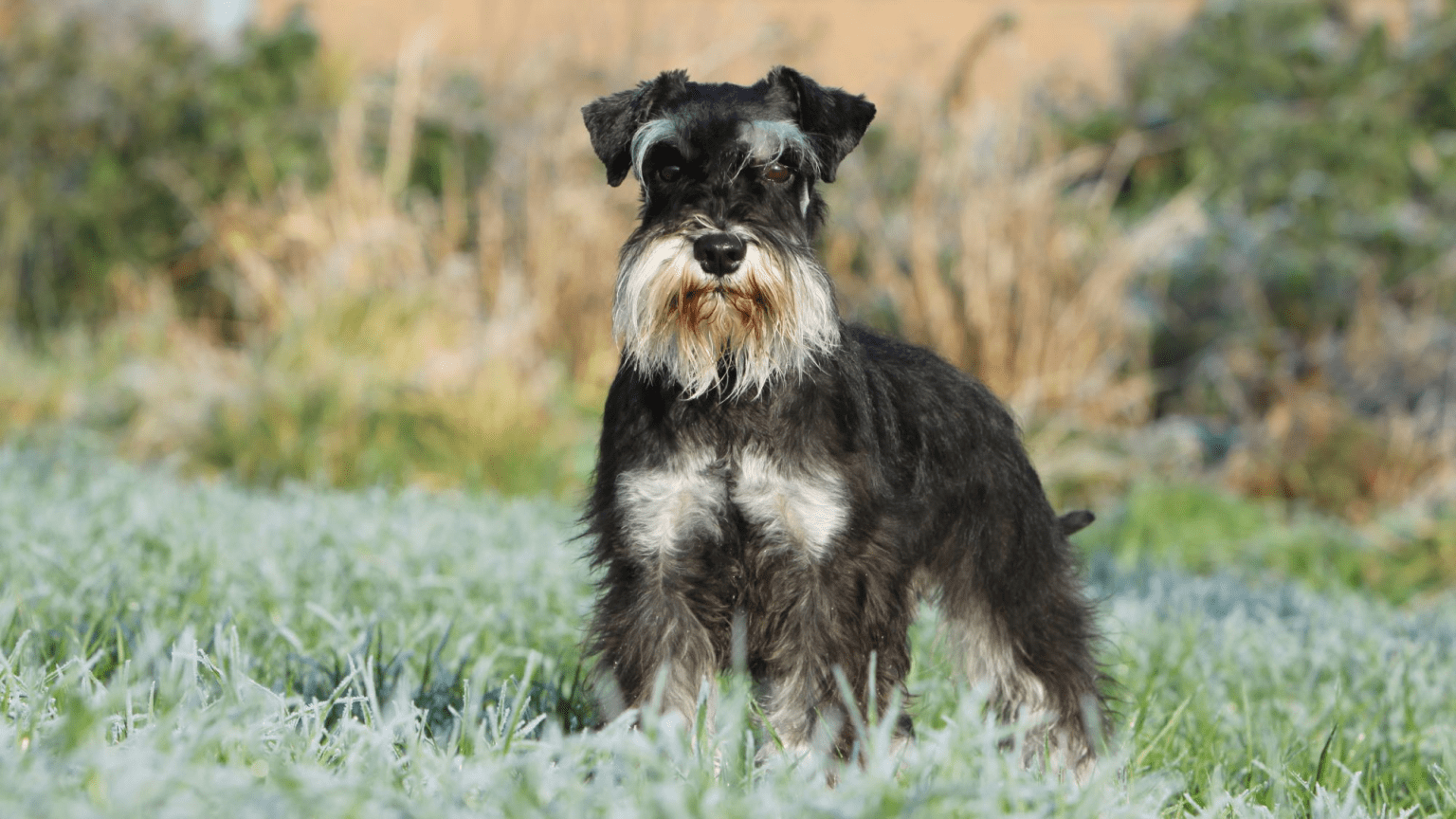 Schnauzer