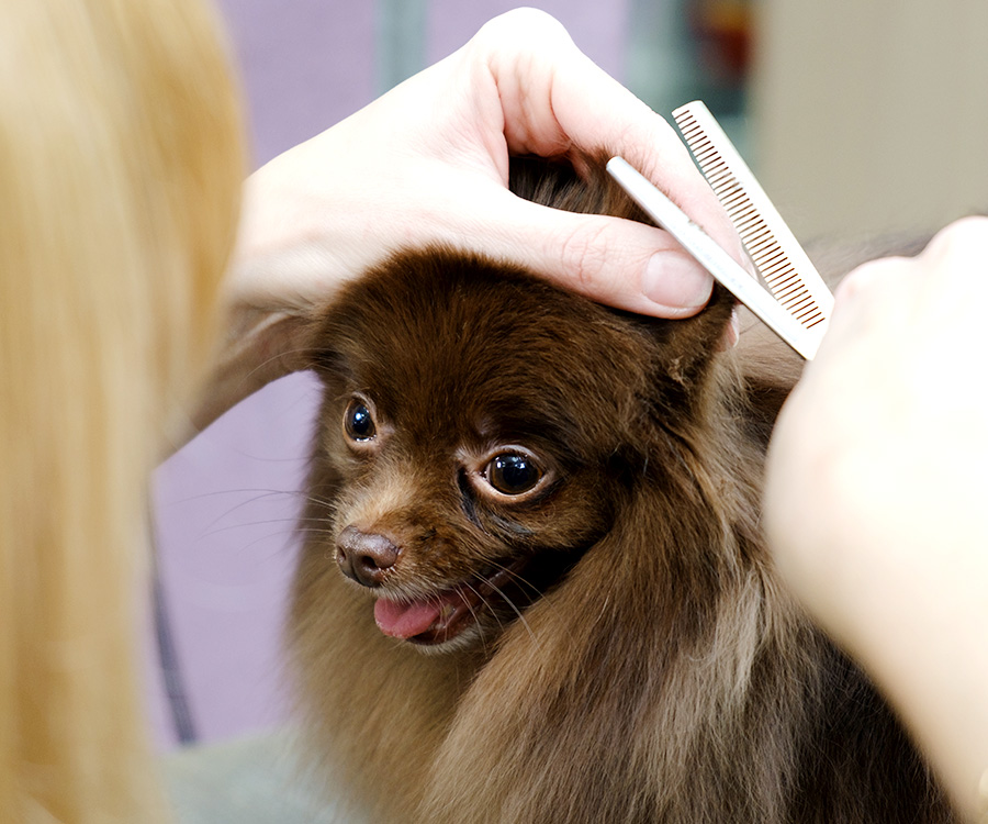 Seasonal Grooming Consideration