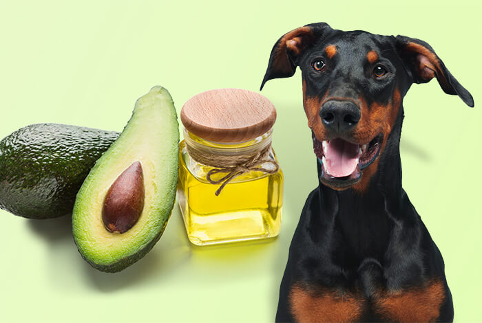 Is Avocado Oil Safe for Dogs to Eat?