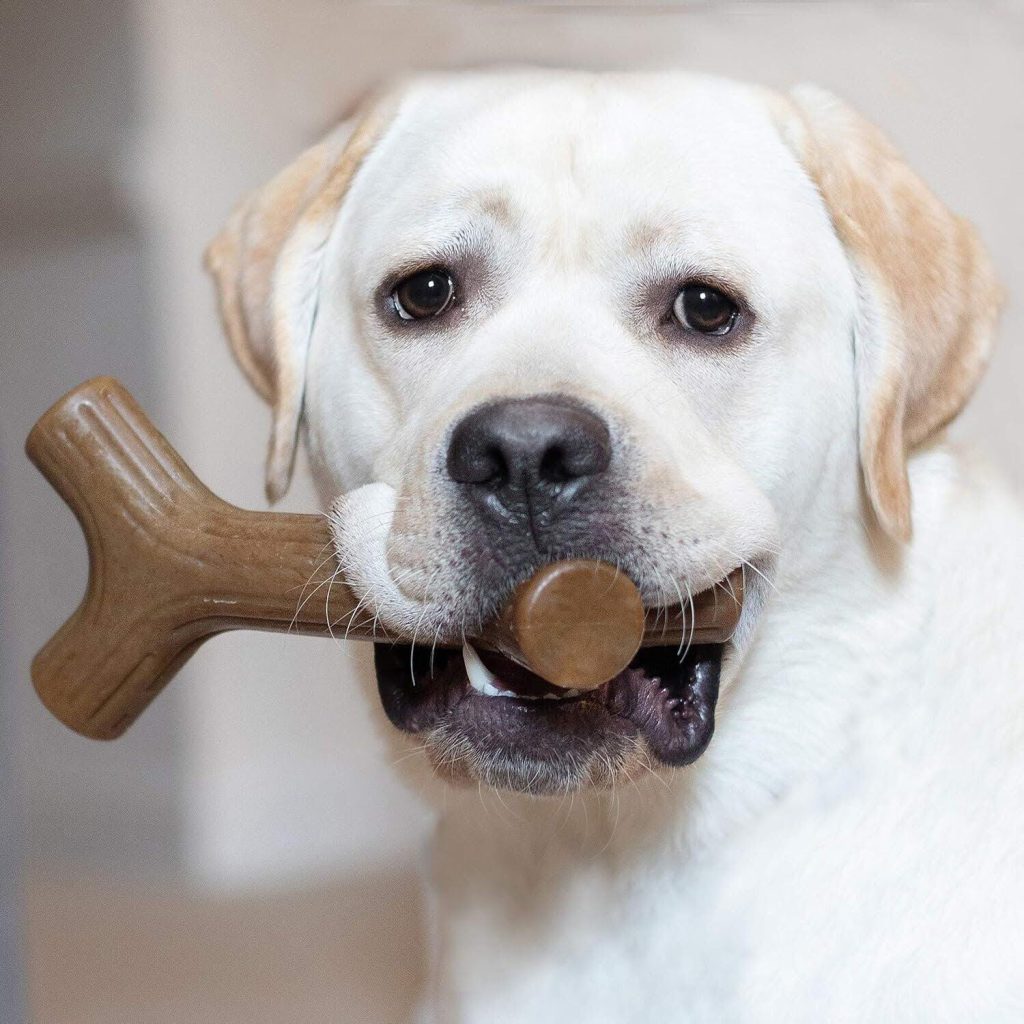 Are Benebones Safe for Dogs? Expert Insights & Known Risks