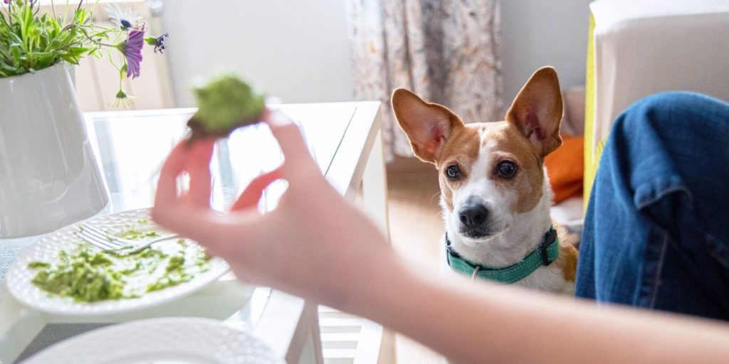 Avocado Oil in Dog Diets – Helpful or Harmful?