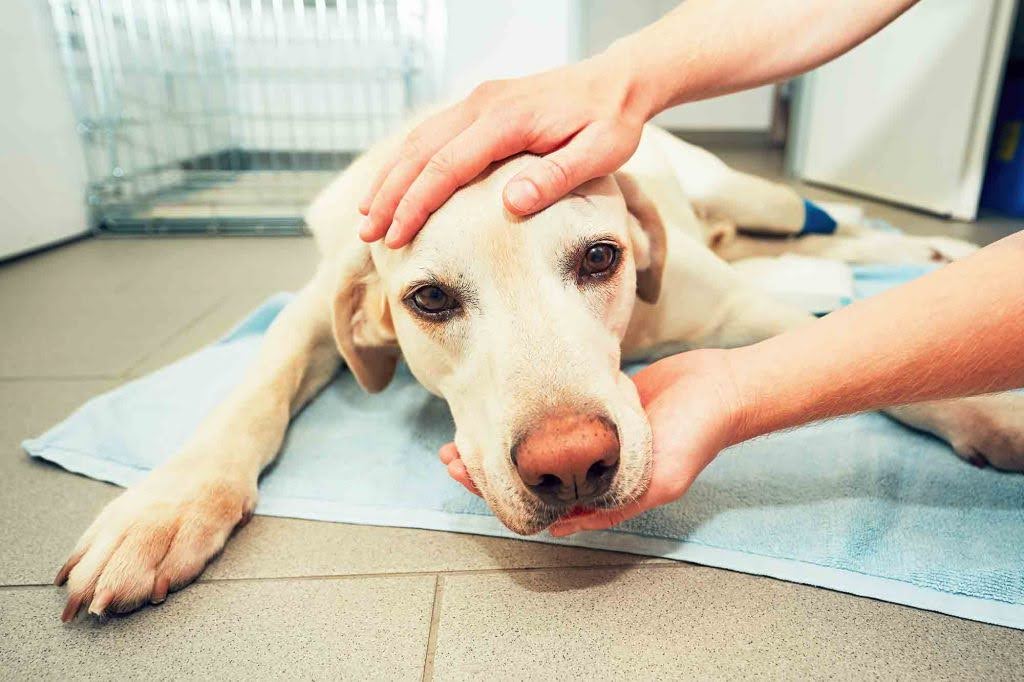 Benebone Choking Hazard: Why Supervision Is Key